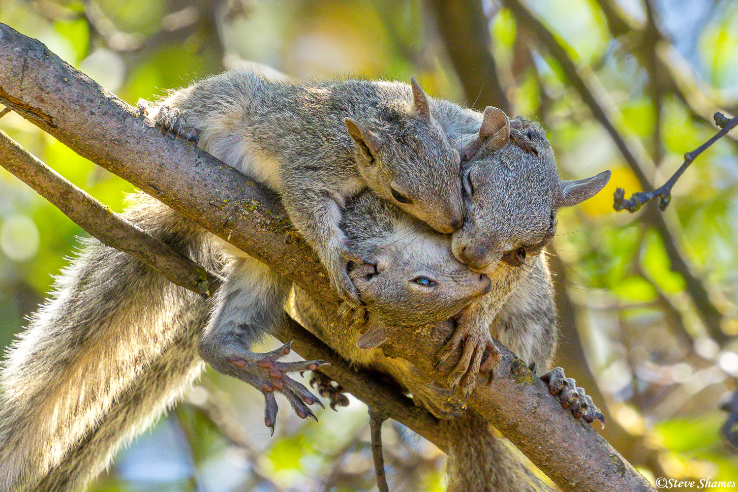 Squirrel family nuzzling.