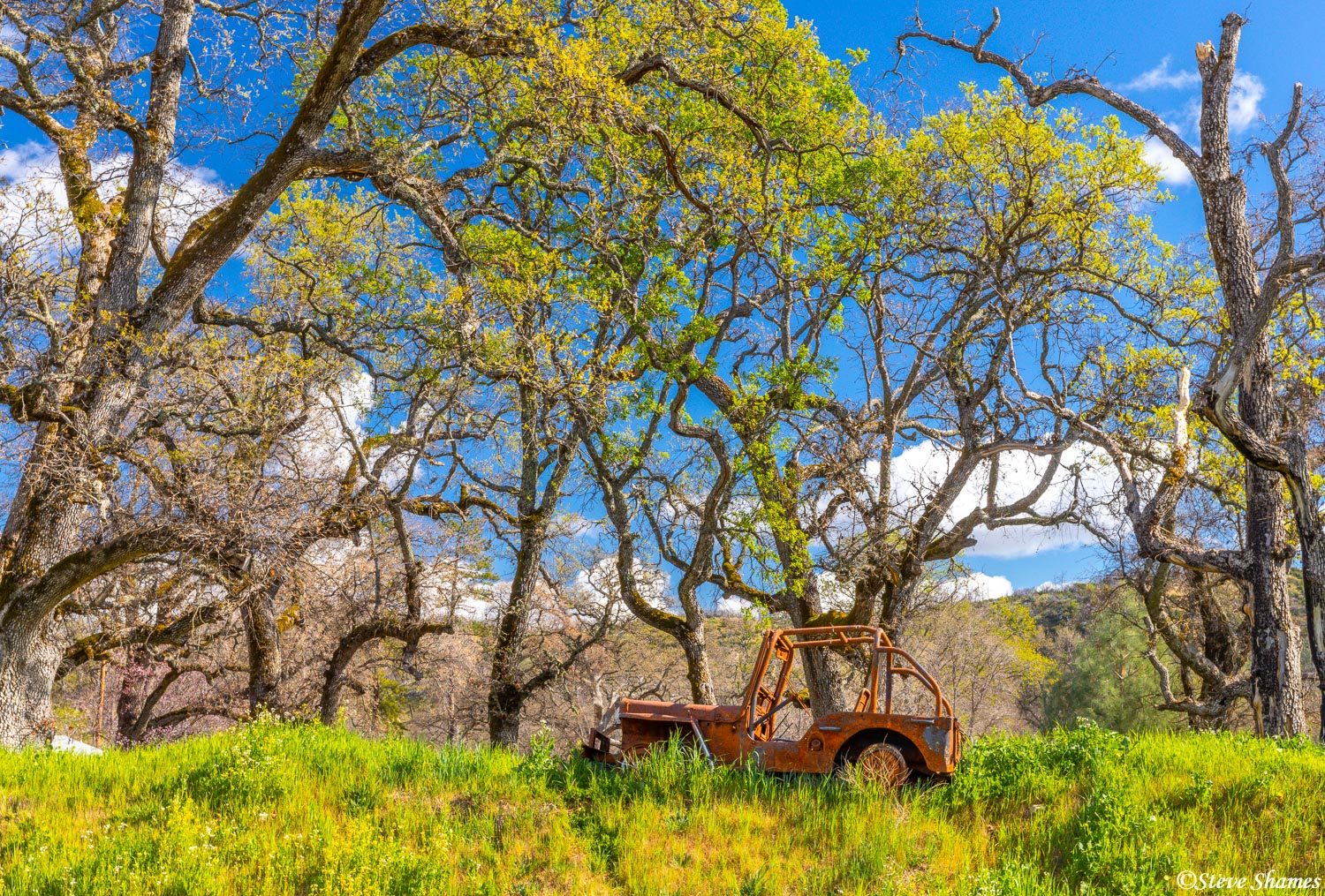 A scene in Lake County right outside of Middletown. I like the tangle of trees surrounding this old rusting jeep like vehicle...