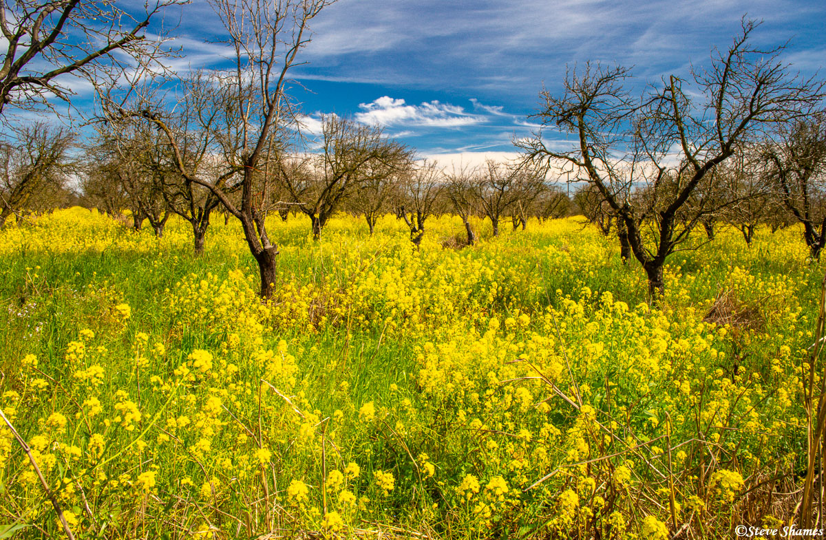 I love the vibrant look of these old orchards when the invasion of wild mustard hits.