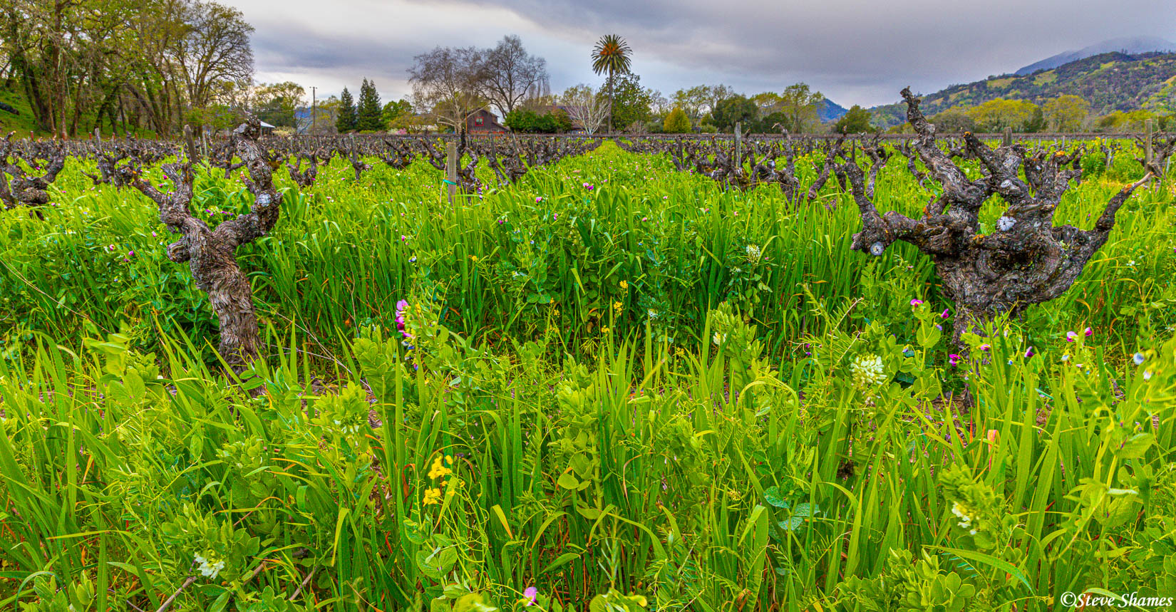 I like the old overgrown vineyards better than the new well kept vineyards.