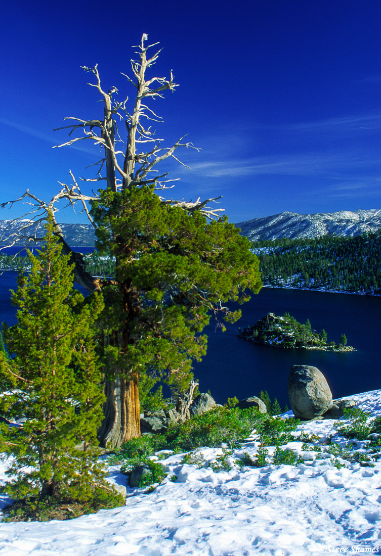 An old tree overlooks the lake at Emerald Bay.