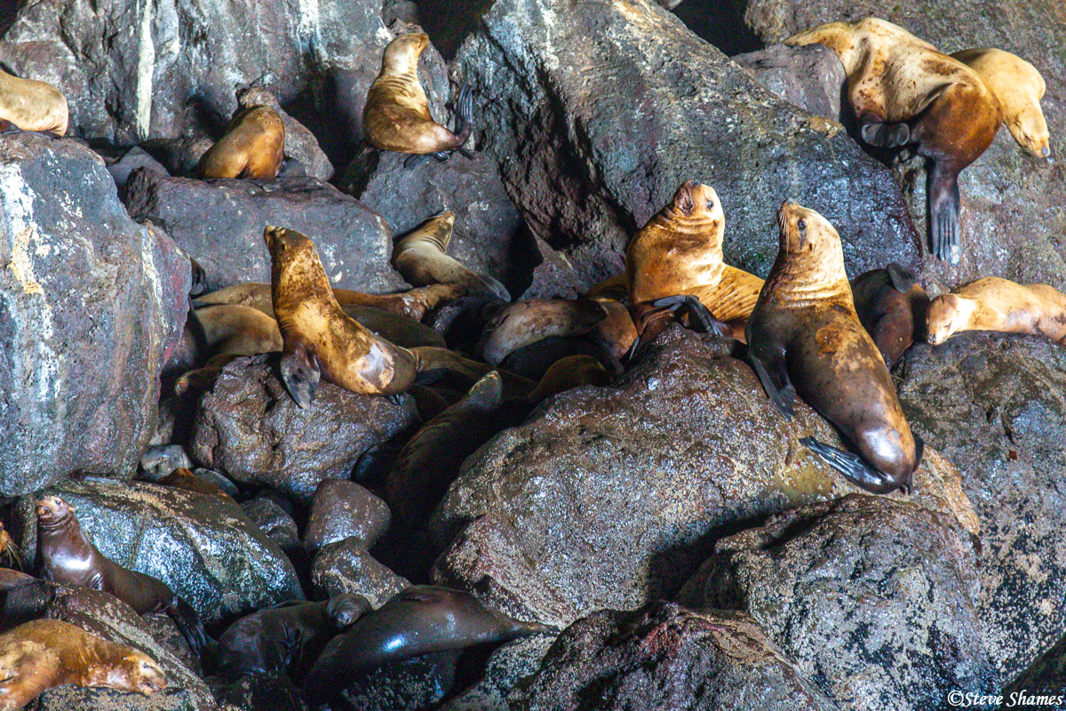 Another sea lion scene. One of these sea lions seems to be telling the other to respect its space.