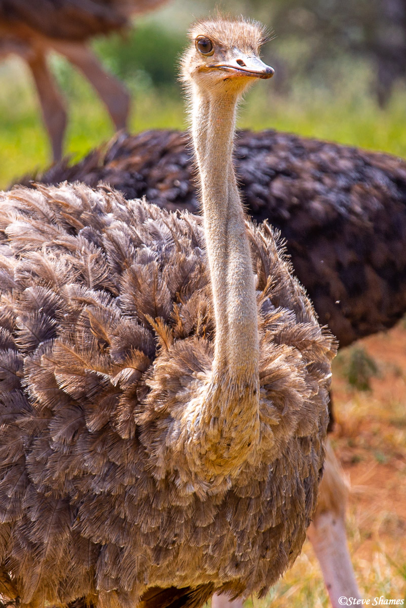 Ostrich close up. This one has kind of a twisted neck.