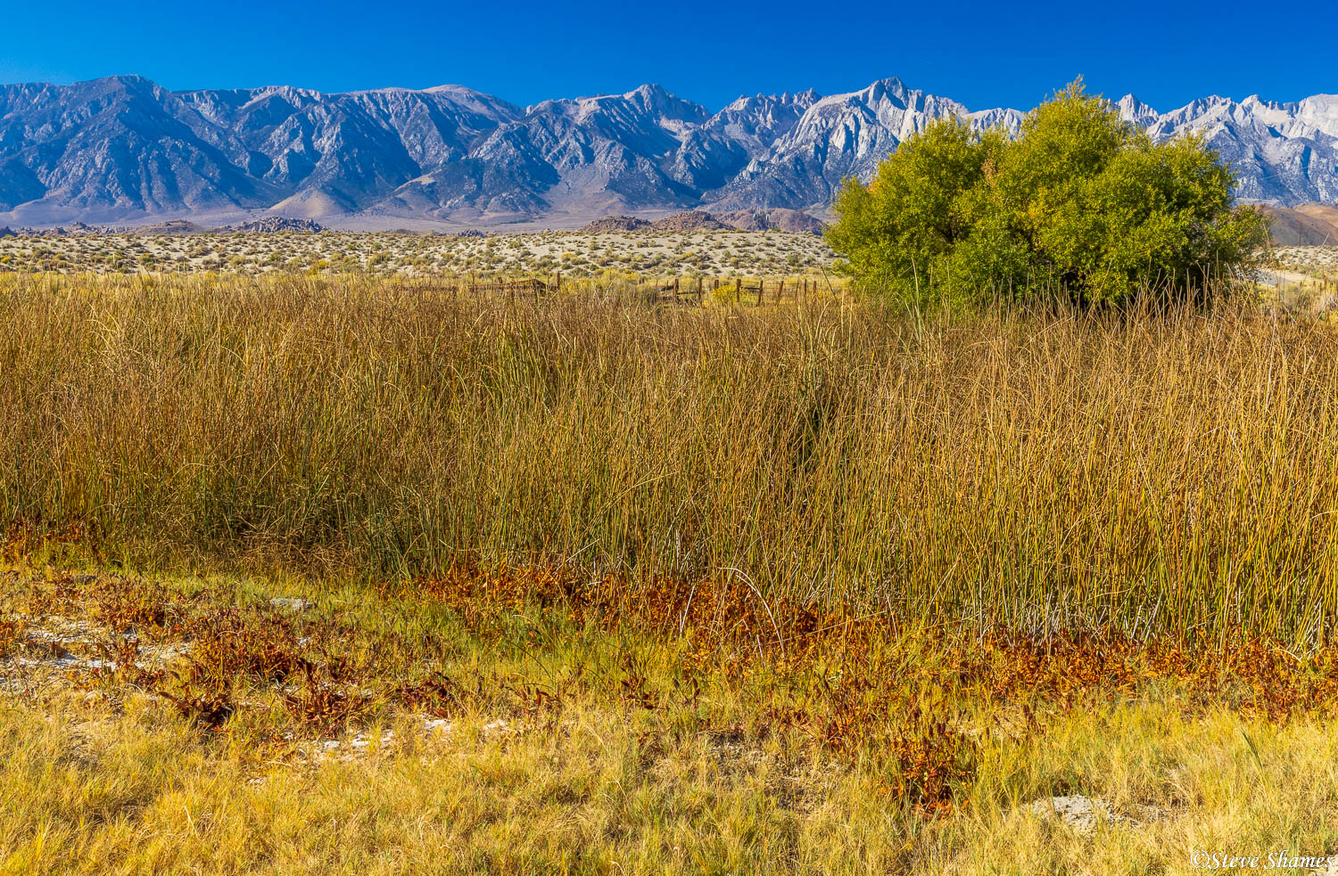 Thickets of reeds along the Owens River.