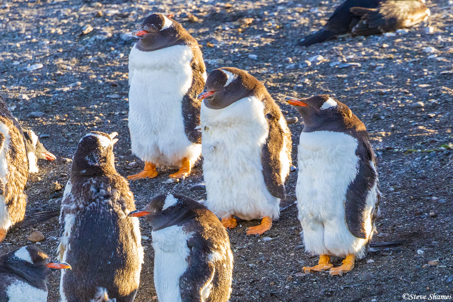 We come across some Patagonia penguins, on a little island in the Beagle Channel.
