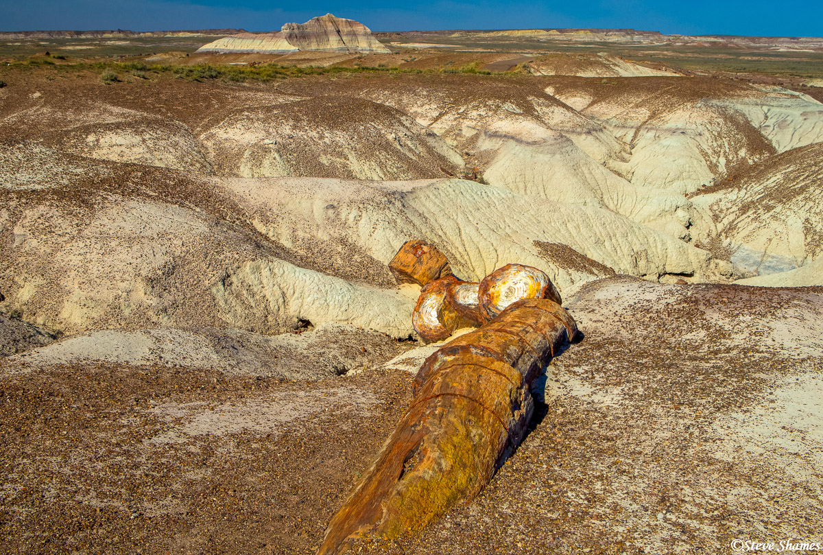A scene at Petrified Forest National Park.