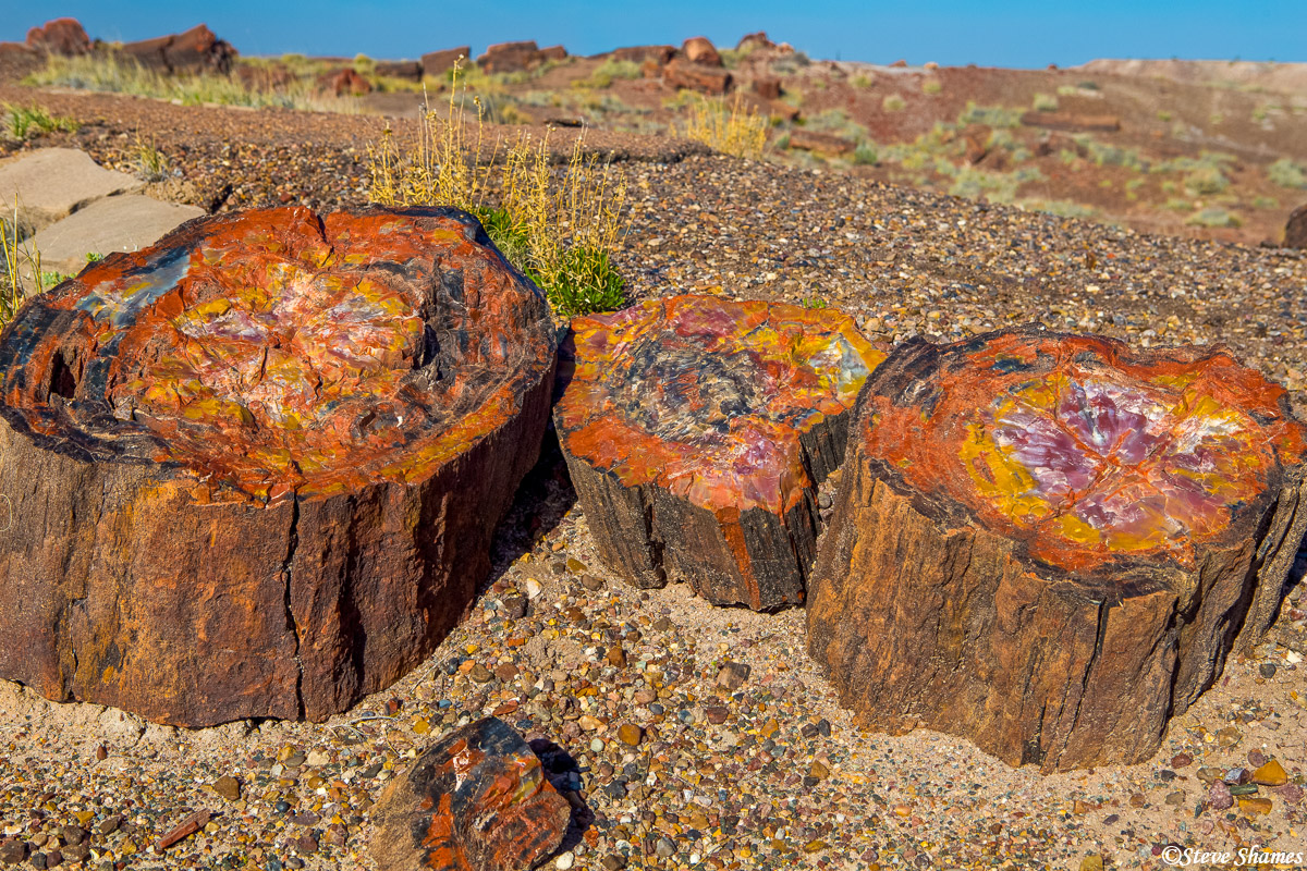 Petrified Stumps | Petrified Forest National Park, Arizona | Steve