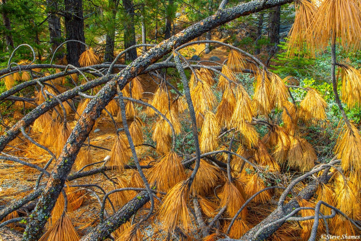 I'm not sure why, but I thought these pine needles from a fallen branch made for an interesting picture.