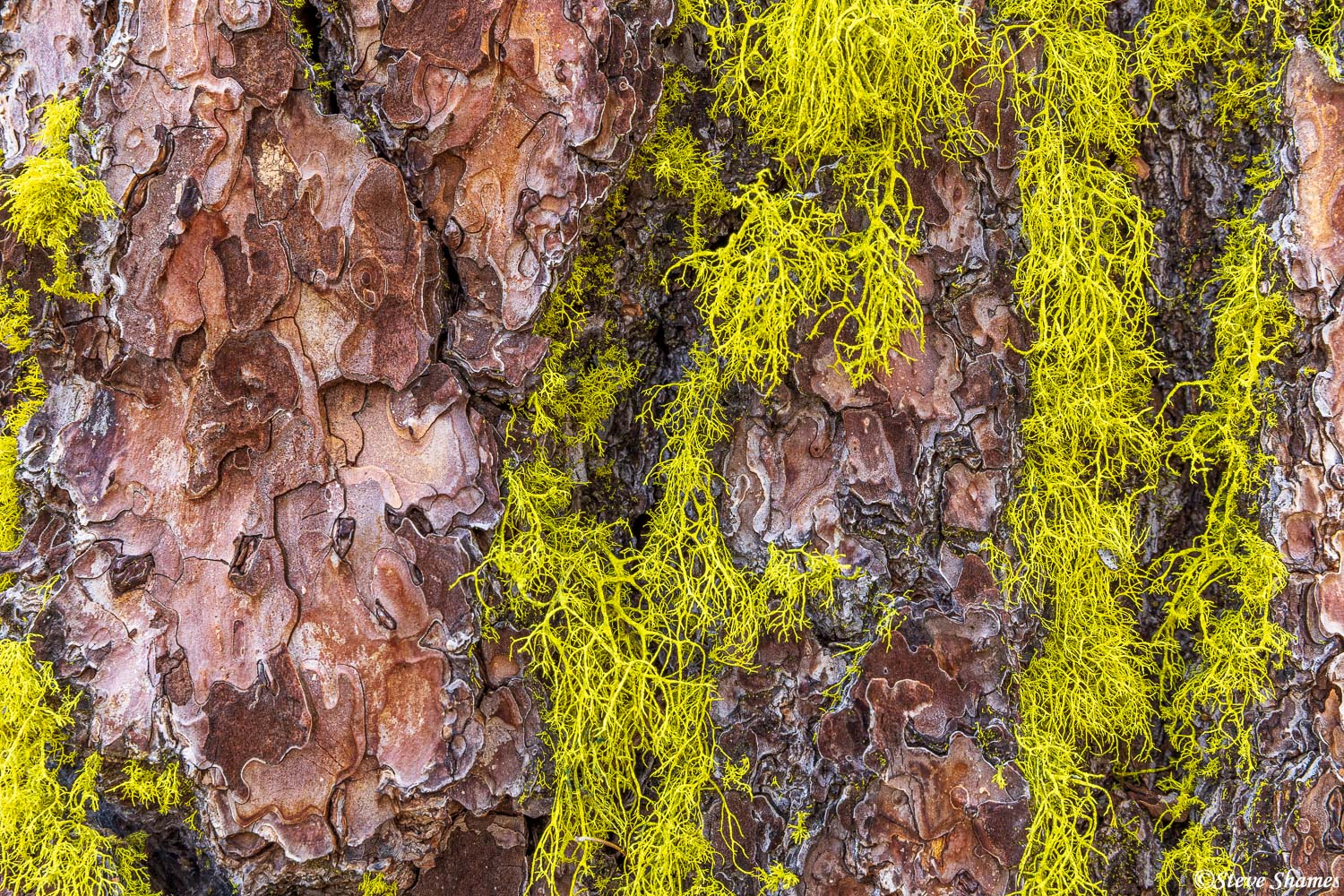 Lichen on a pine tree. The bark pieces kind of reminded me of jigsaw puzzle pieces.