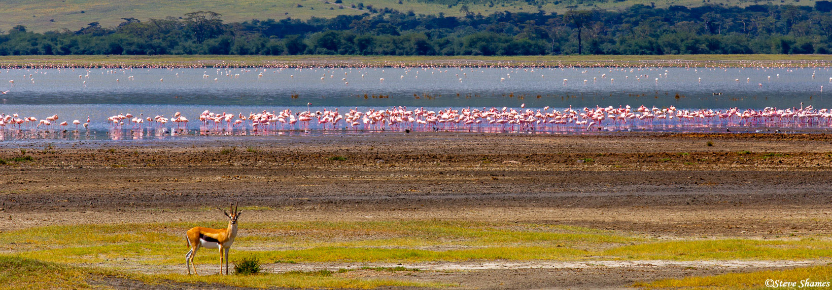 Pink flamingos in a salt lake in Ngorongoro crater. A thomson's gazelle is standing guard.
