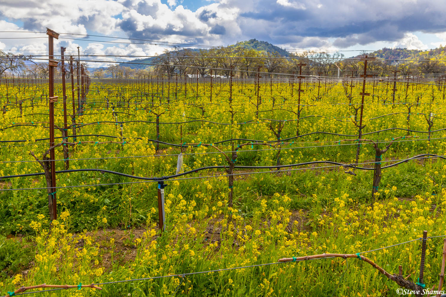 A colorful Pope Valley vineyard, overrun with wild mustard.