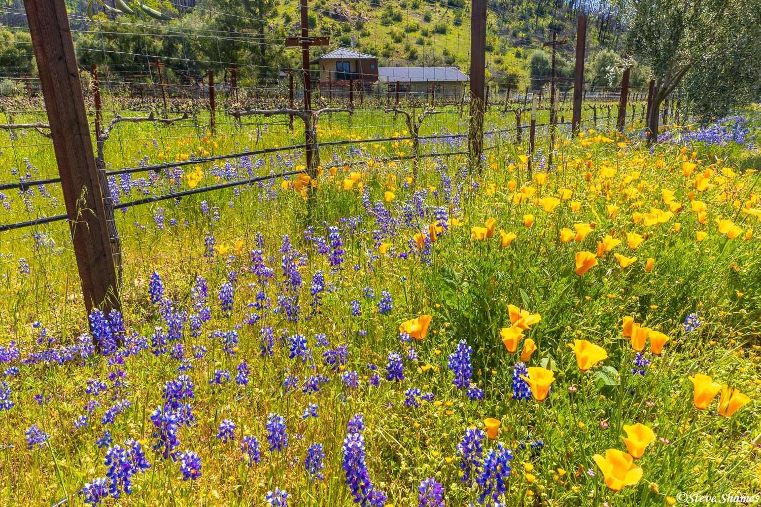 My favorite wildflowers, poppies and lupines!