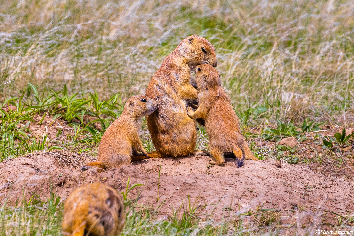 Life in a South Dakota prairie dog town. They look very happy.