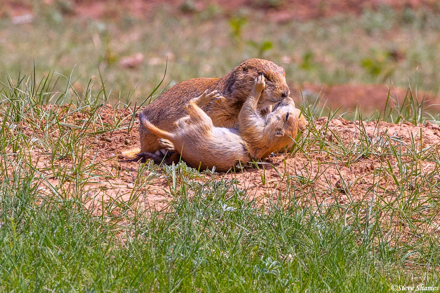 Prairie dogs playing around, at Custer State Park.