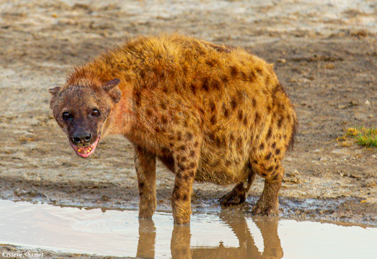 This hyena was very pregnant. She was fighting off two other hyenas from a different clan that were harassing her.
