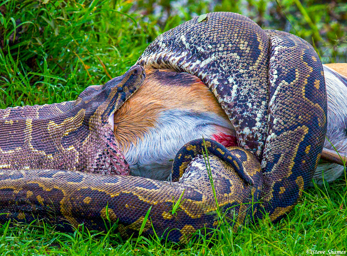 Here is a close up of the python eating a gazelle. We went back the next morning, but there was no sign of the python or the...