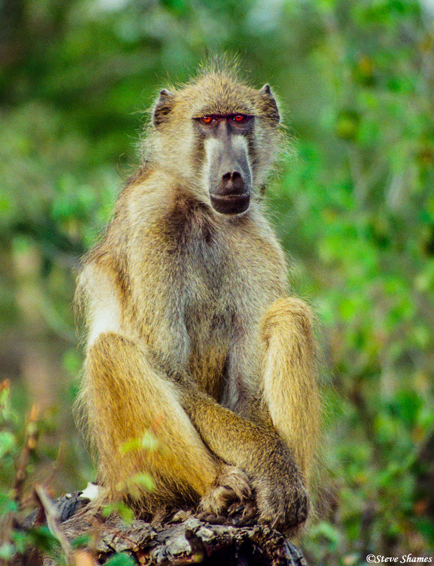 The striking red eyes of this baboon really come out in this picture.