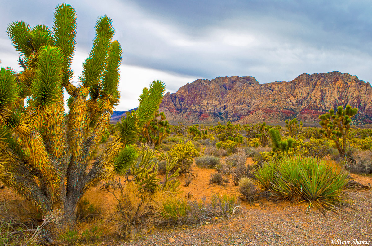 Desert cactus scene at Red Rock Canyon.