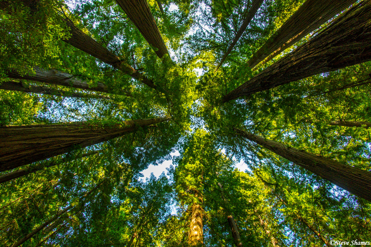 Lying on the ground pointing up with my widest angle lens.