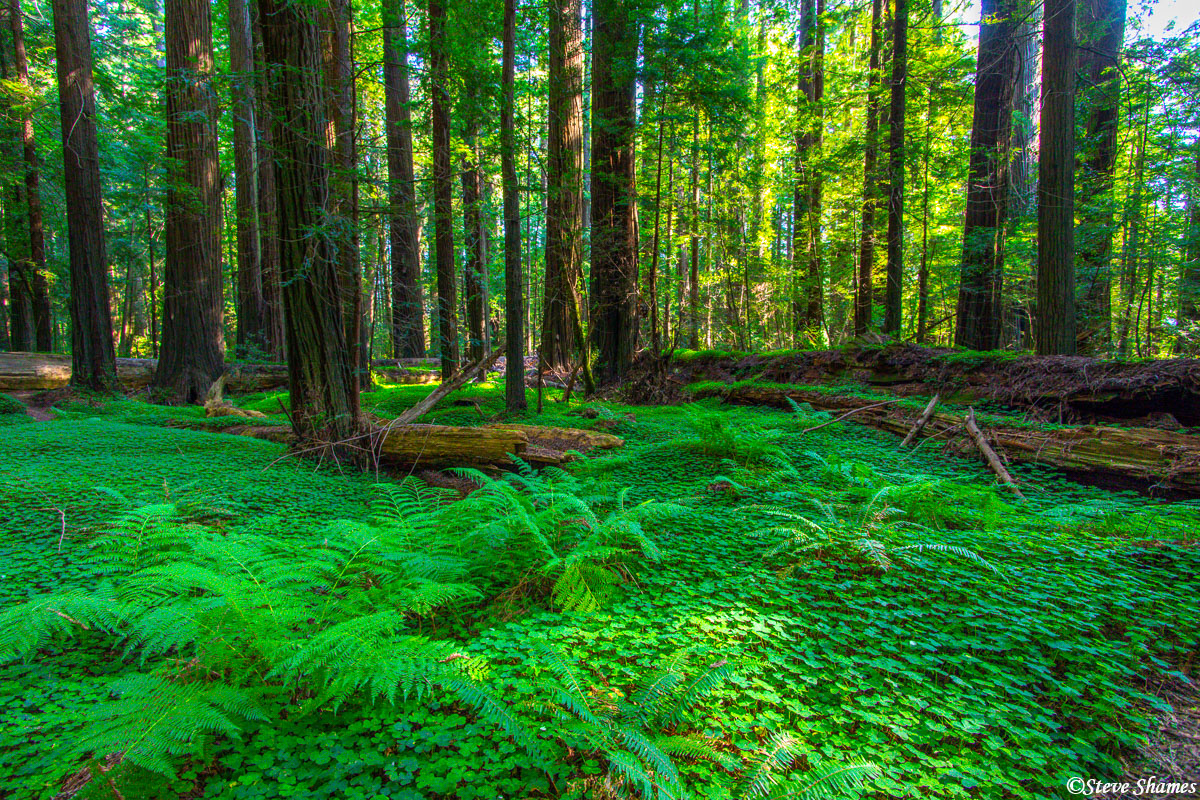 The redwood forest floor is very lush and in perpetual shade. This is a cool place to be on a warm day.