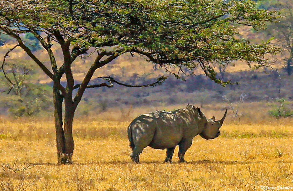 This rhino was way off in the distance, and it was a hot day, so the rising heat kind of added a blurred look. I like that effect...