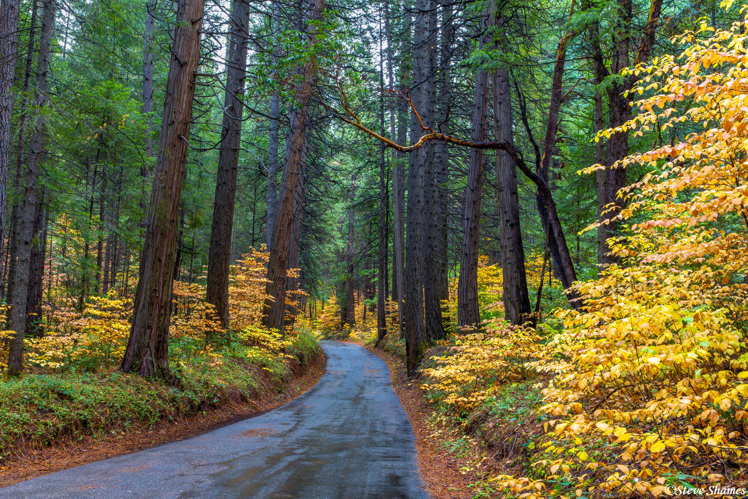 A road through the colorful woods. This is the time of year where roads can really enhance a scene.