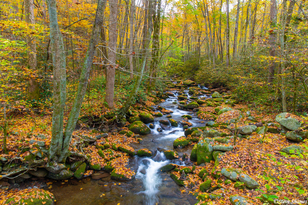 A babbling brook known as Roaring Fork Stream, runs through Smokey Mountains National Park.