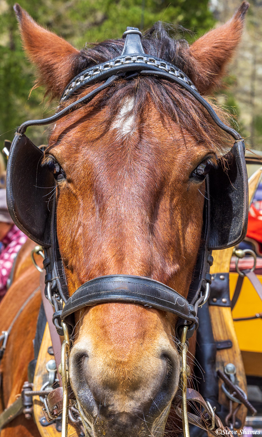 A horse portrait, from the Roseg Valley horse drawn carriage.