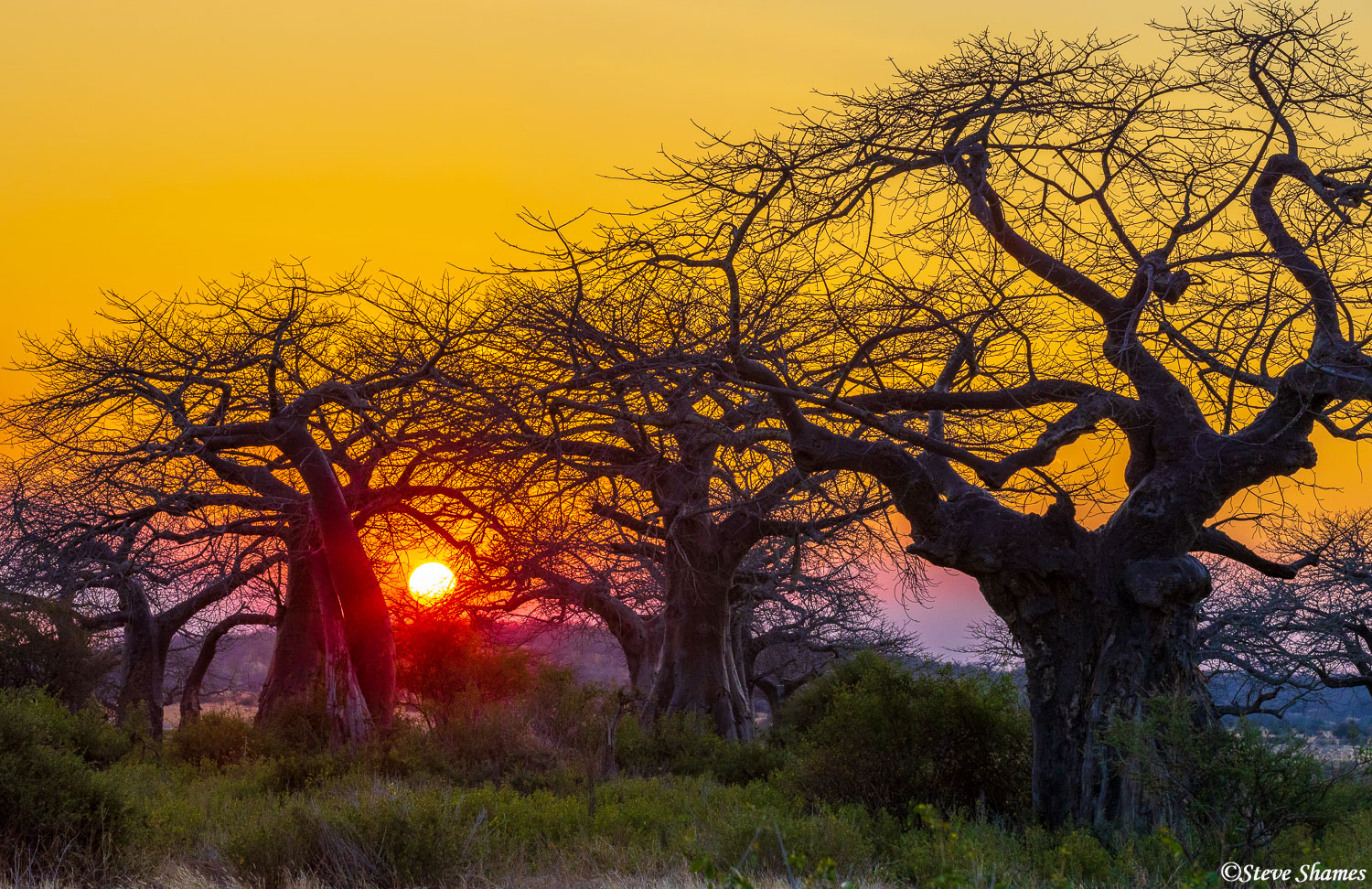 Sunsets and sunrises in Ruaha were spectacular! Thanks to all those baobab trees that you can position the setting, or rising...
