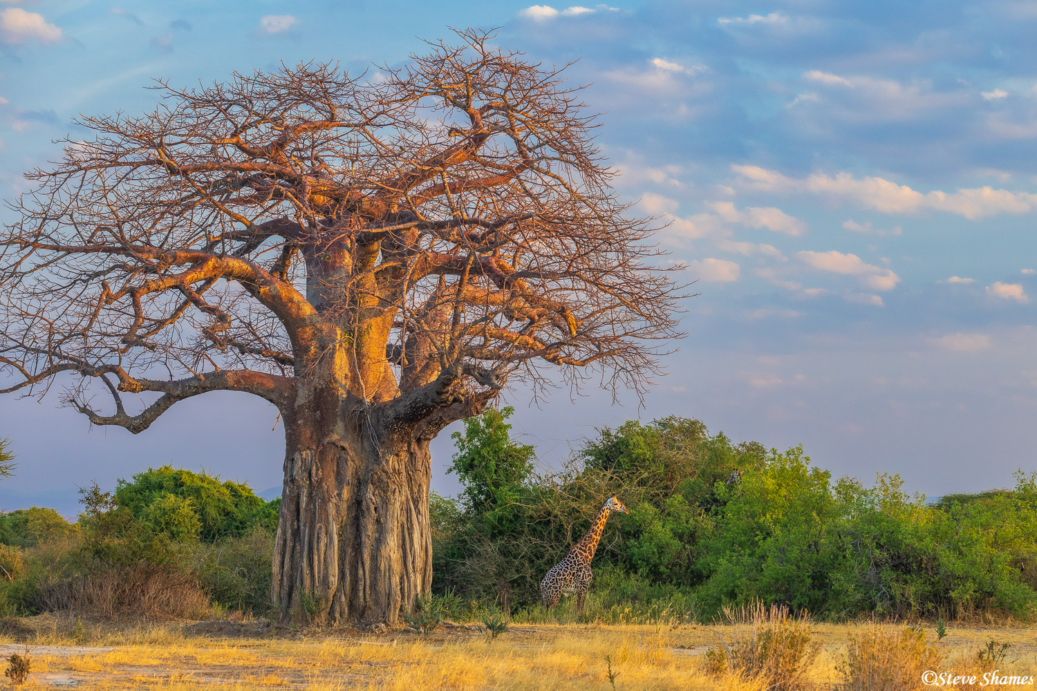 Giraffe showcasing a big baobab tree. Ruaha has more of these baobab trees than anywhere else I have been to in Africa.