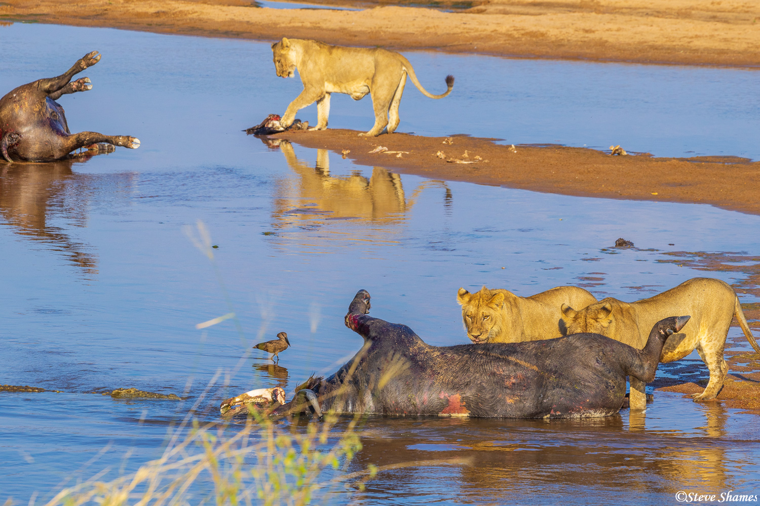 We came across 8 fresh cape buffalo carcasses in the river, with a large pride of 14 lions feasting on them. We think the cape...