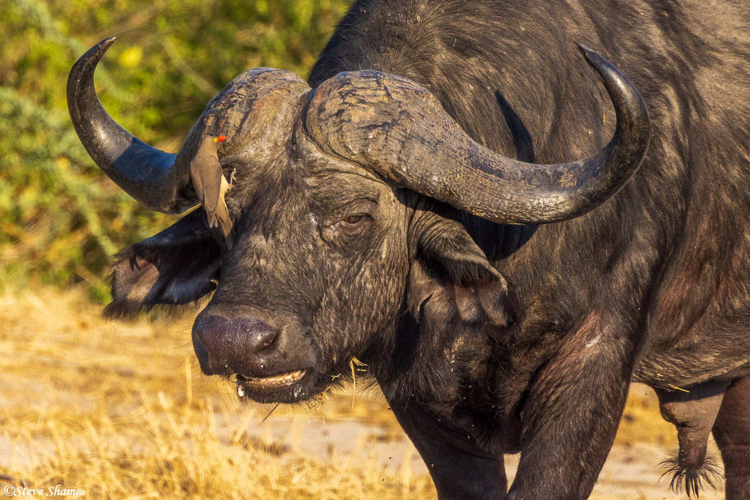 Grizzled old bull cape buffalo, always with an oxpecker companion.