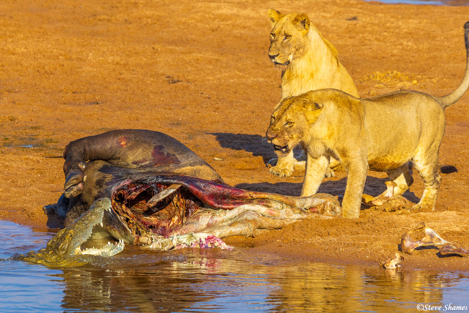 Crocodile and lion face off. That's a young male lion there who does NOT like crocodiles.