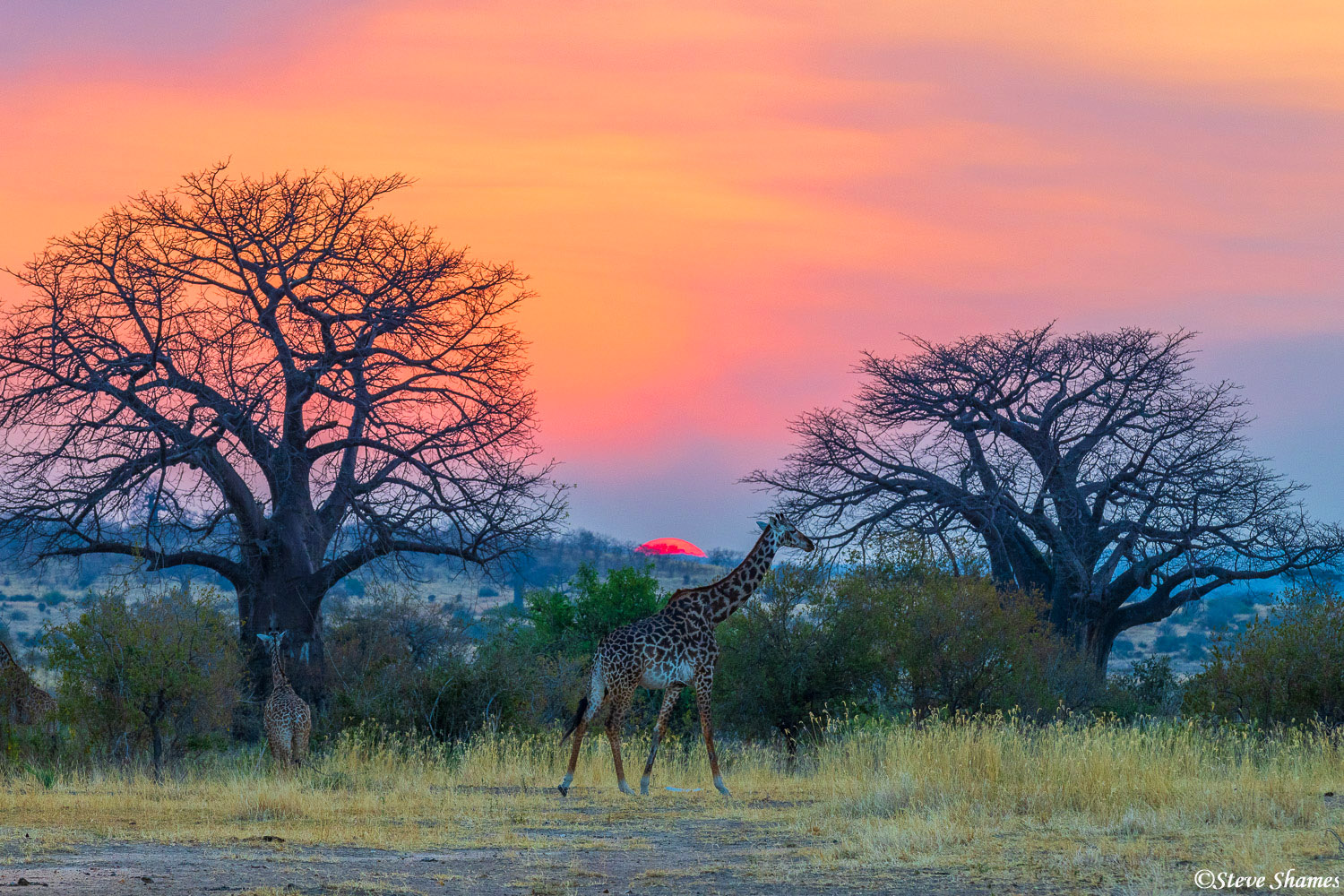 Just when the last slice of the sun was setting between two baobab trees, a giraffe walks by. I thought it added to the scene...