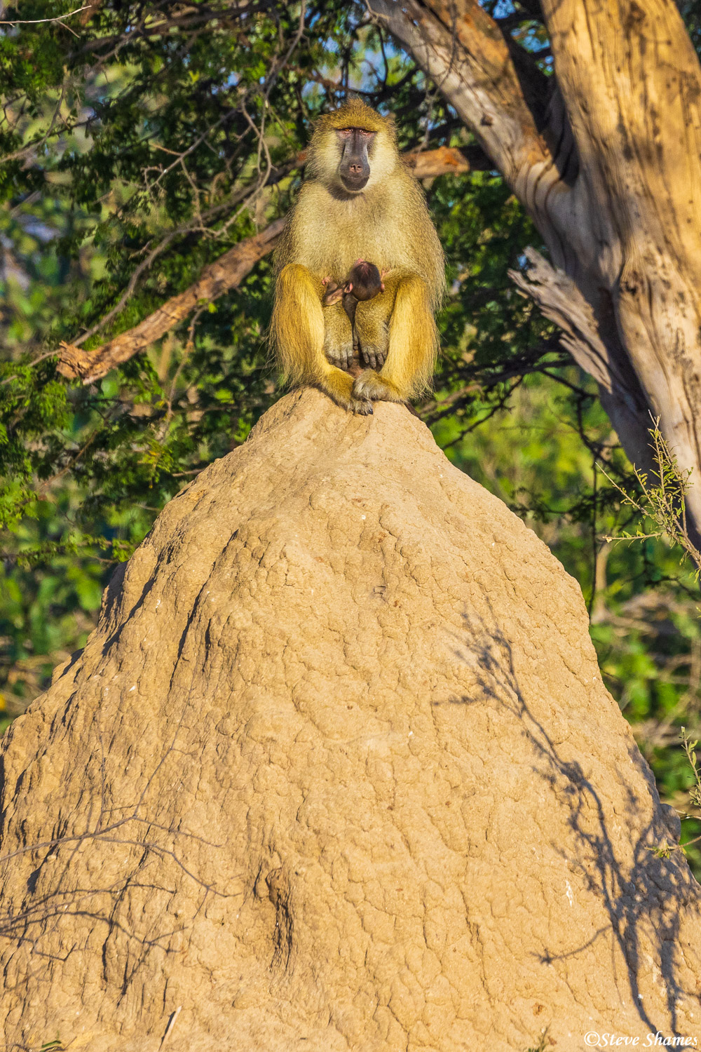 This baboon with the baby is currently the king of the hill -- or actually, king of the termite mound.