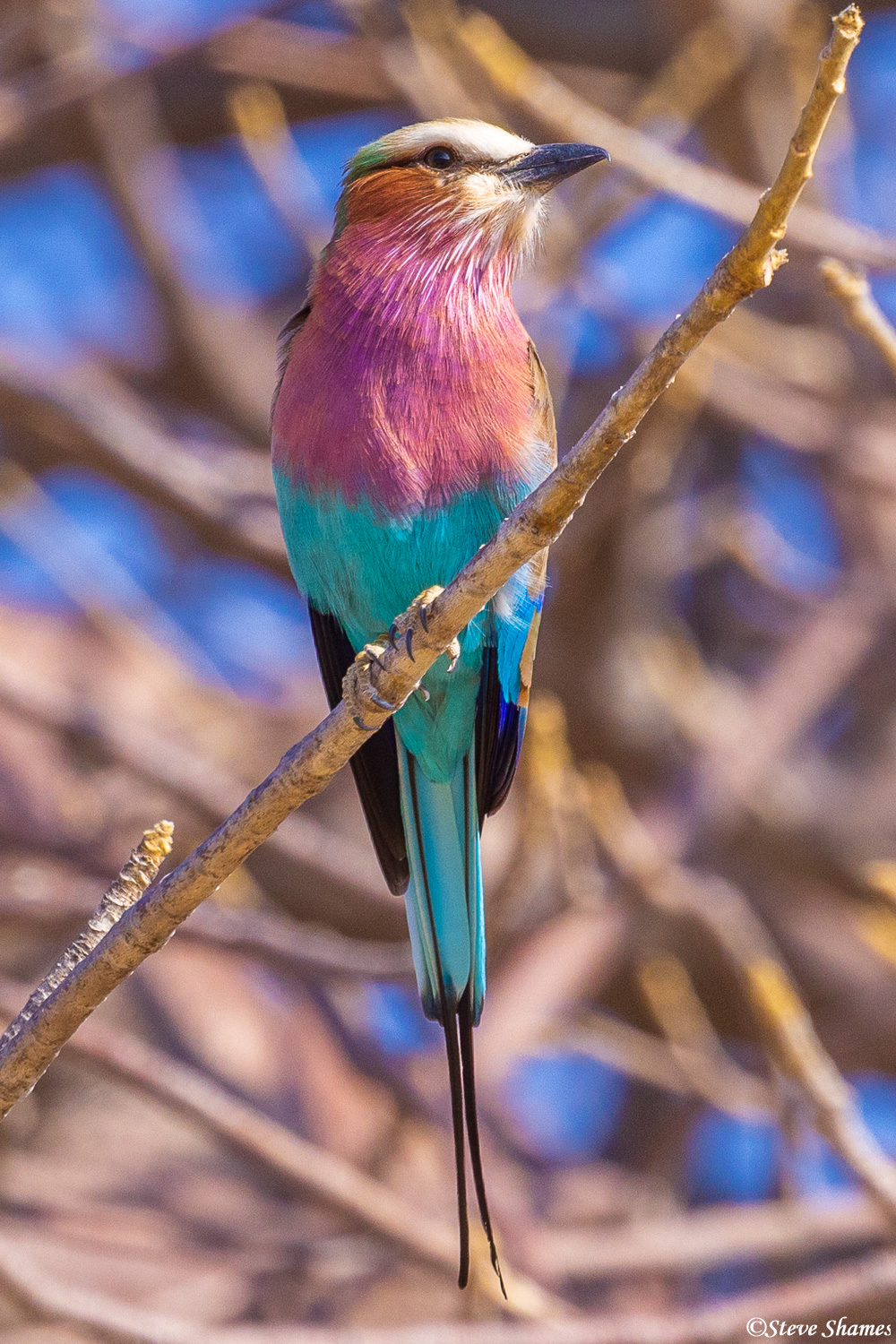 This colorful little bird is the lilac breasted roller.