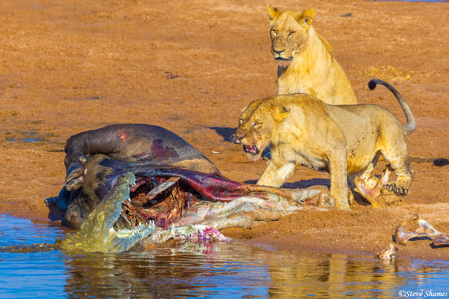 Lion vs crocodile here. They never made contact with each other though.