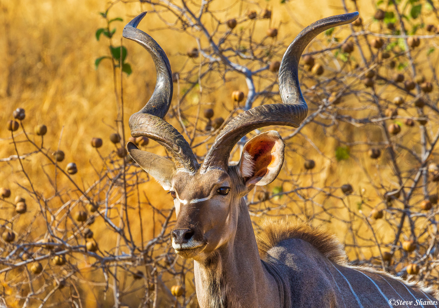 A proud looking male kudu with those beautiful twisting horns.