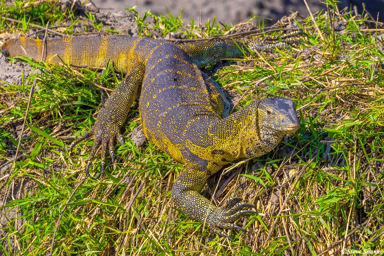 Monitor lizard. You usually see them close to rivers.