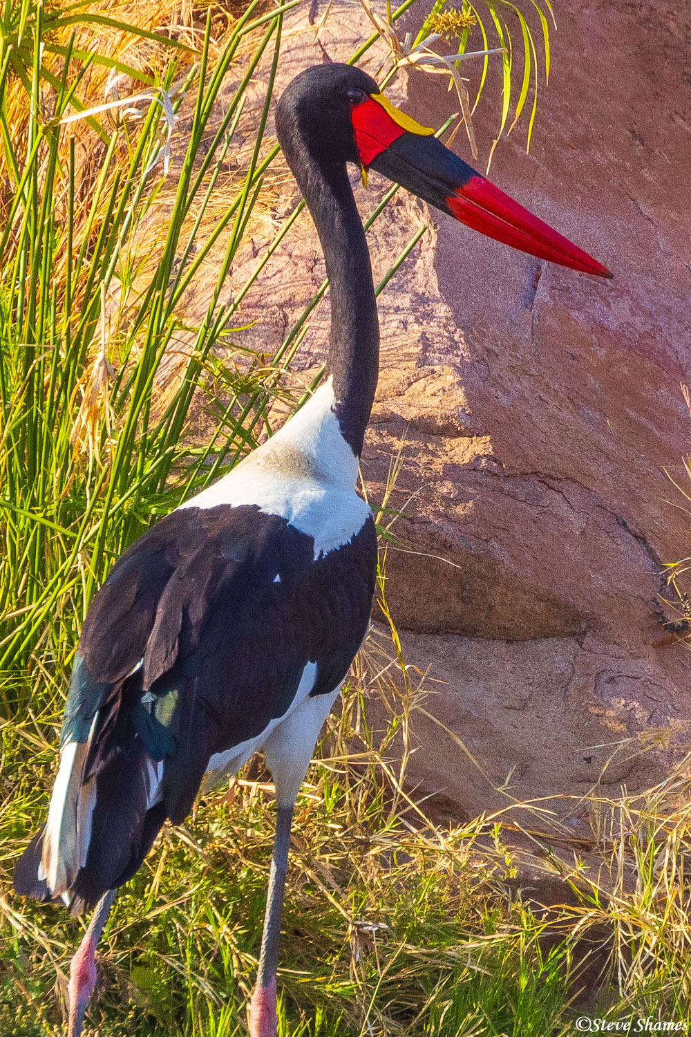 These saddle billed storks have about the most colorful beaks. Vivid red and yellow.