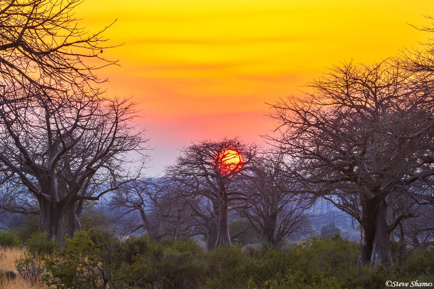 The setting sun looks like a big orange ball stuck in a tree.