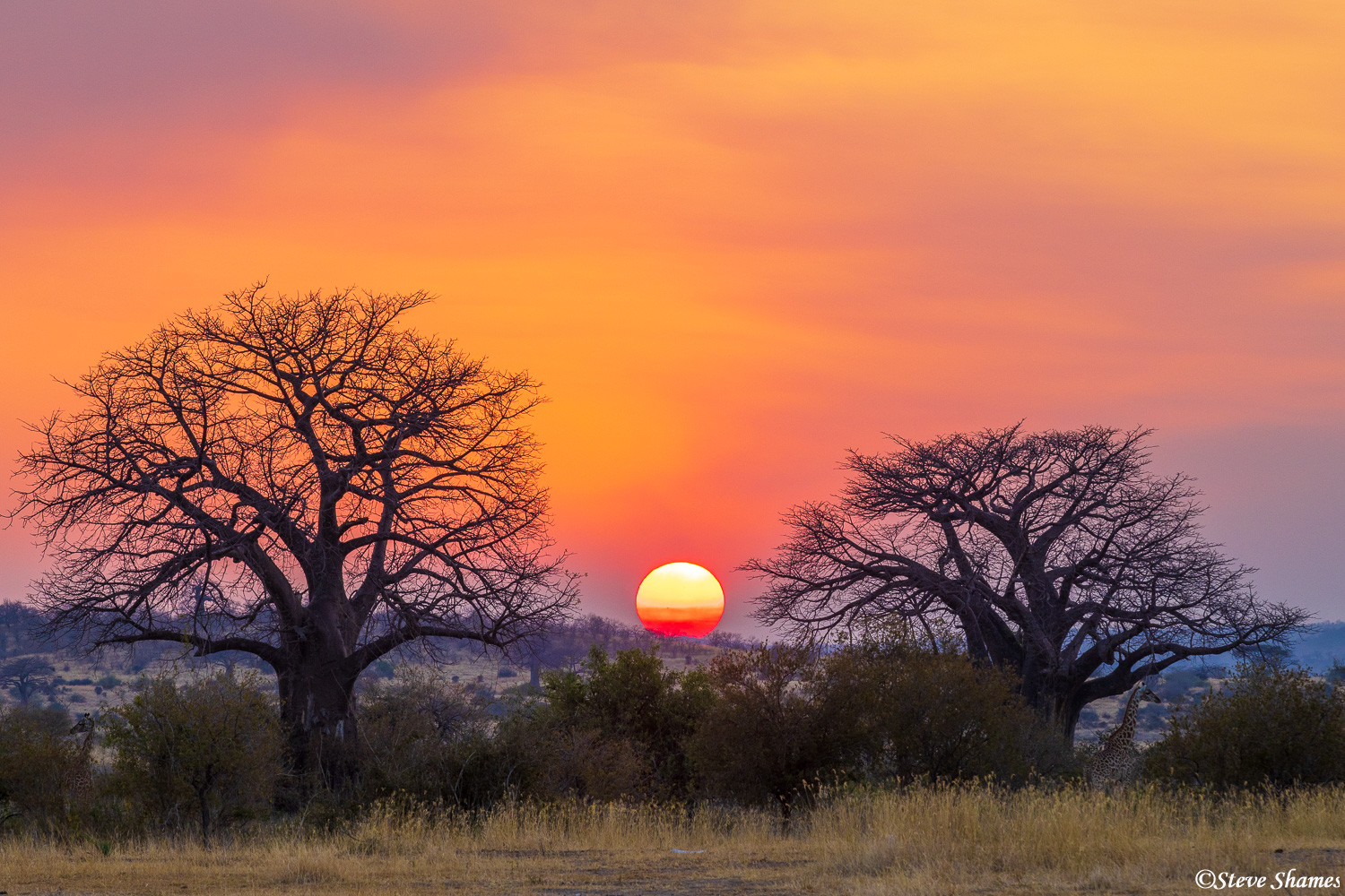 Sun going down between two baobab trees in Ruaha.
