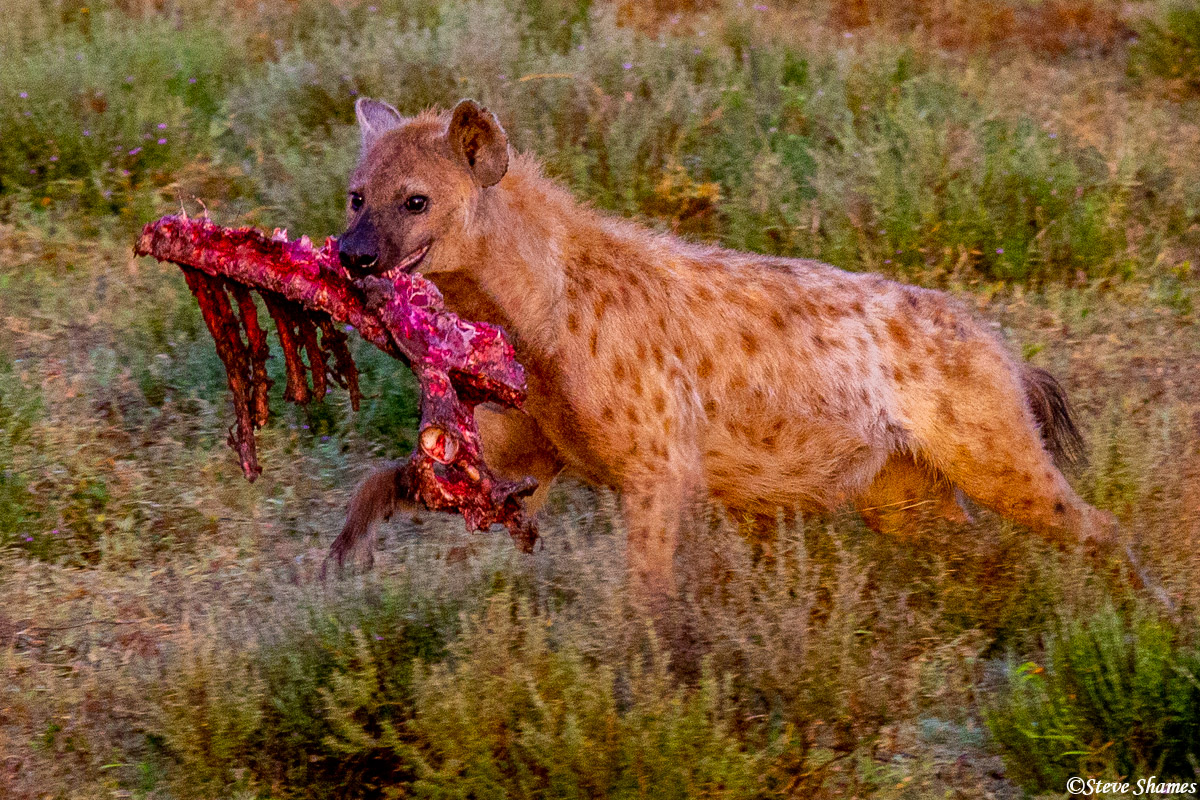 This lucky hyena has a big chunk all to himself. They have very powerful jaws that crush the bones, so they can eat them.
