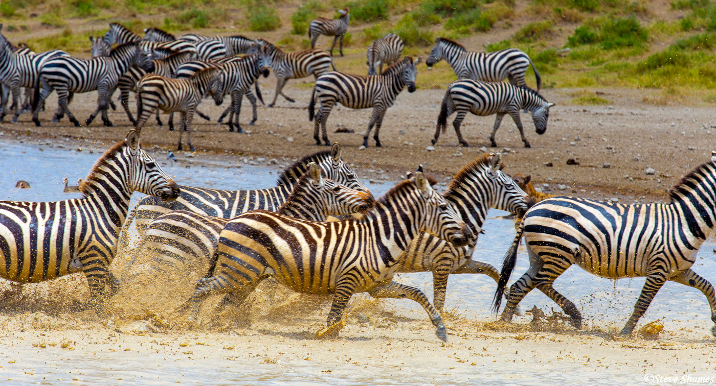 Zebras running through the waterhole.