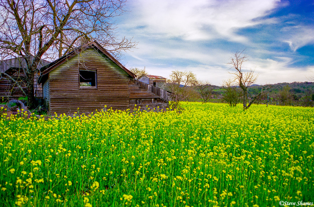 I especially like the rural scenes when the mustard is in bloom. This was on the outskirts of the city of Napa.