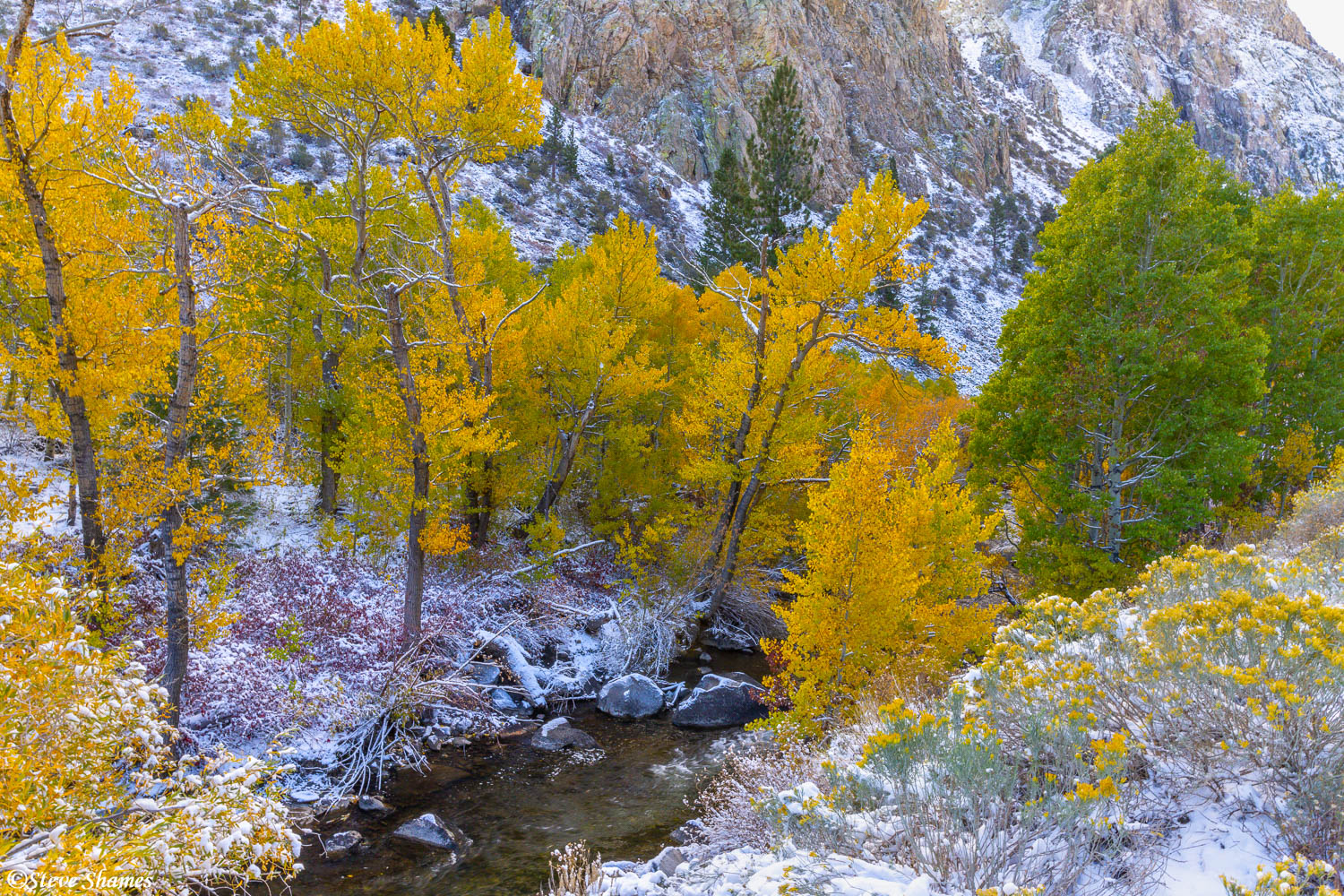 Fall colors along Rush Creek off of June Lake Loop.