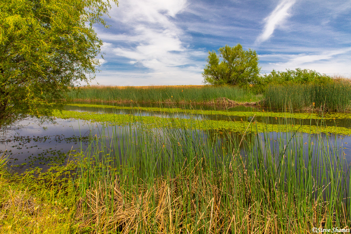 A scene around the marshlands of Sacramento Valley.