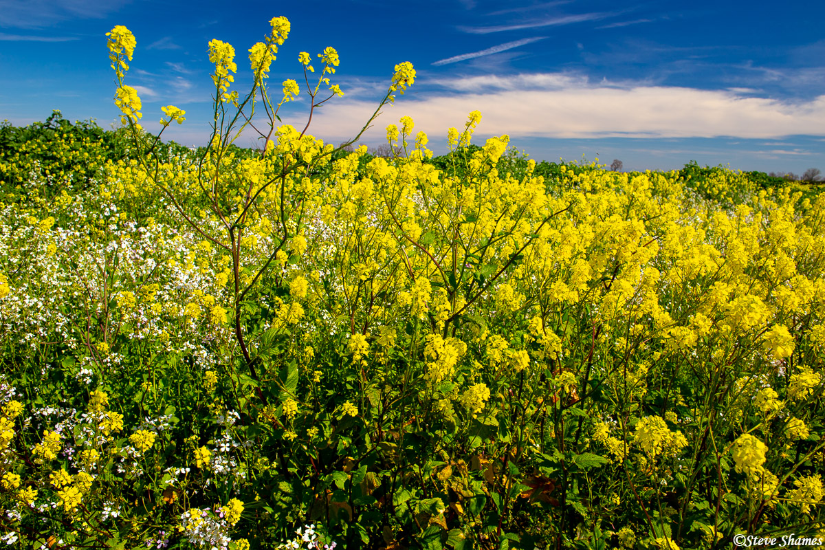 The Napa Valley is known for its wild mustard in the early spring, but the Sacramento Valley farmlands are just as vibrant.
