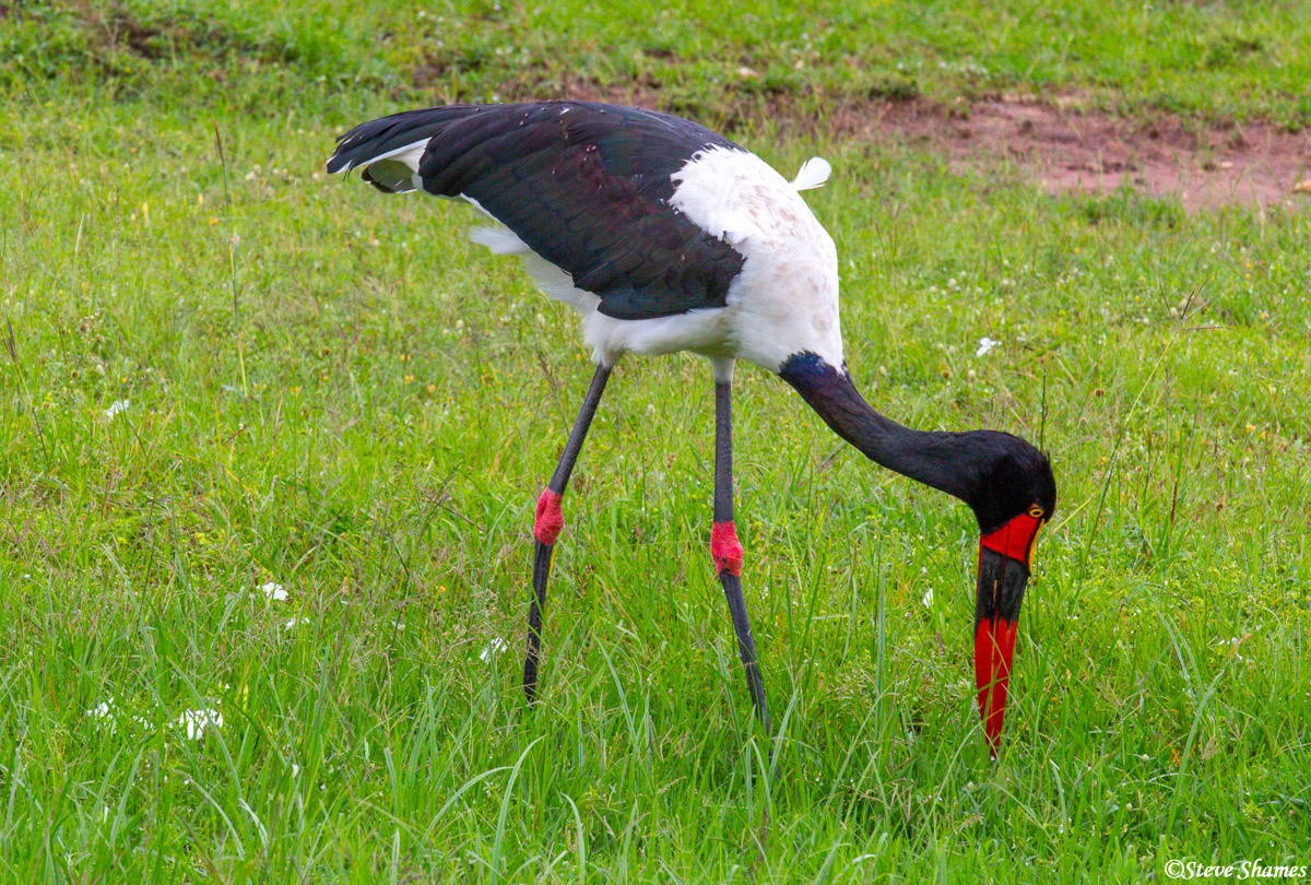 Here is a colorful bird with a red beak and red knees - the Saddle Billed Stork.