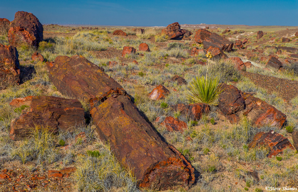 Petrified wood scattered all around the landscape.